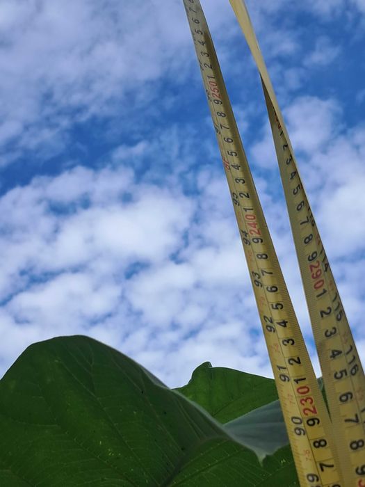 Paulownia puszysta, drzewko szczęścia - drzewka