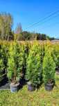 Tuja Szmaragd Tuje Thuja Szmaragdowa żywotnik zachodni 110cm 120cm