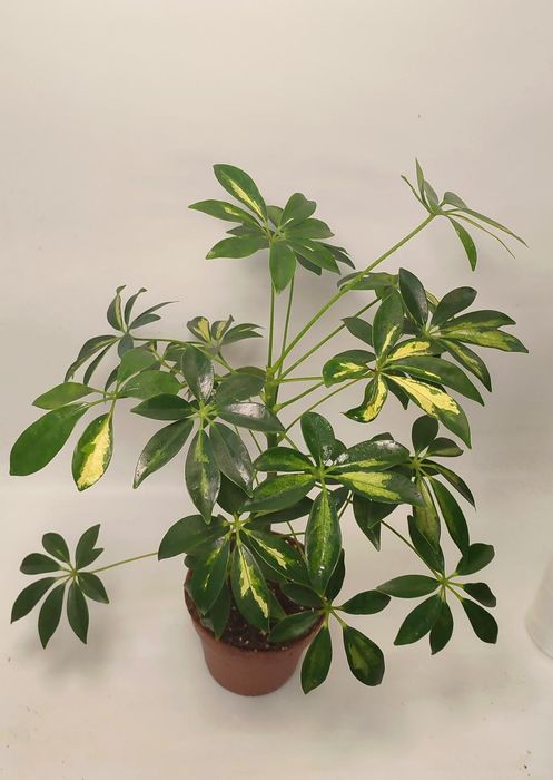 Шеффлера Герда у 12 горщику