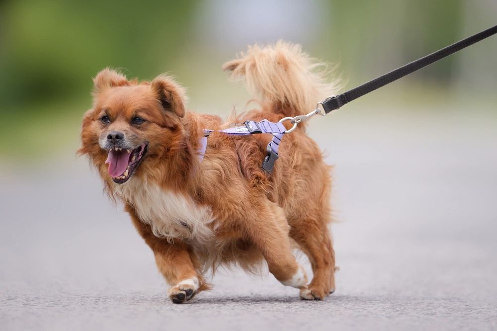 Maly rozbrykany Boguś czeka na dom