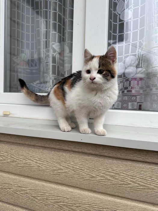 Віддам котика у добрі руки