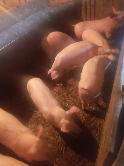 Продаєм поросята ціна залежить від ваги