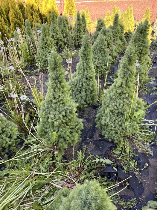 Коніка канадська міні ялина, туя смарагд, аурея-нана.