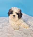 Shih Tzu samiec gotowy do odbioru
