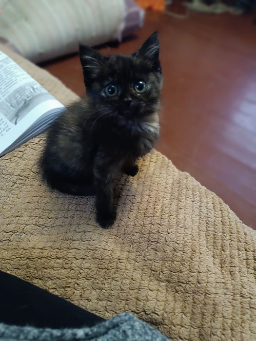 Візьміть котика.        .