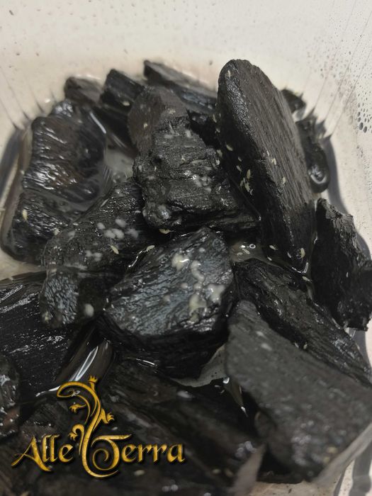 Skoczogonki hodowla zarodkowa