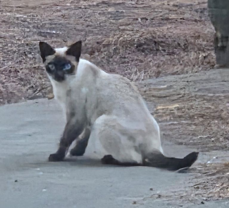 Gatos Siameses - adopção