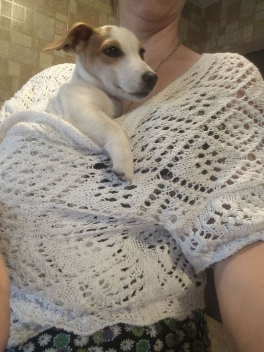 Мілашка Джек Рассел