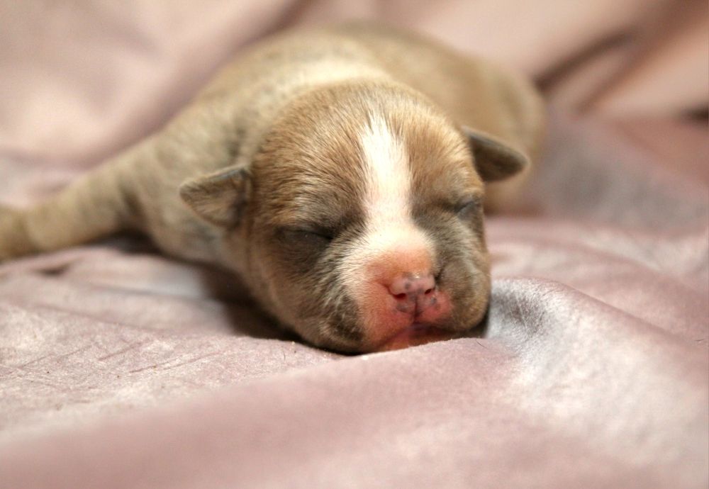 American staffordshire terrier FCI