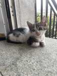 Gato Para Adoçao
