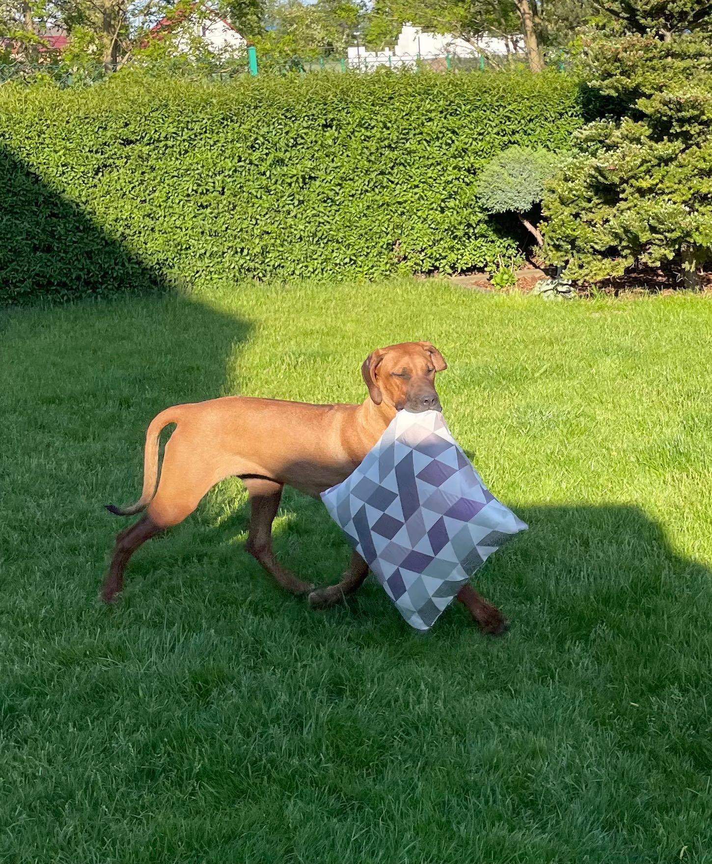 Rhodesian Ridgeback LIKWIDACJA HODOWLI HURYS wybitnie wystawowa suczka