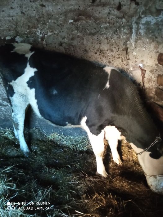 Jałówka wysokocielna