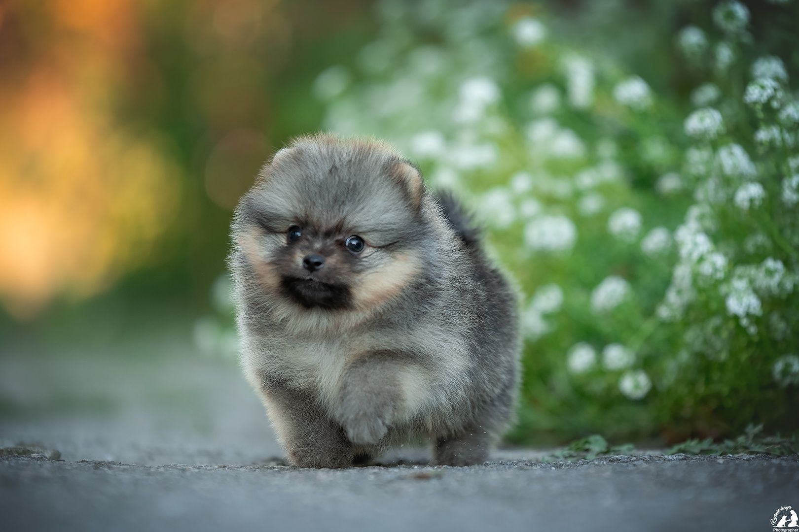 Мальчик оранж , рыжий померанский шпиц