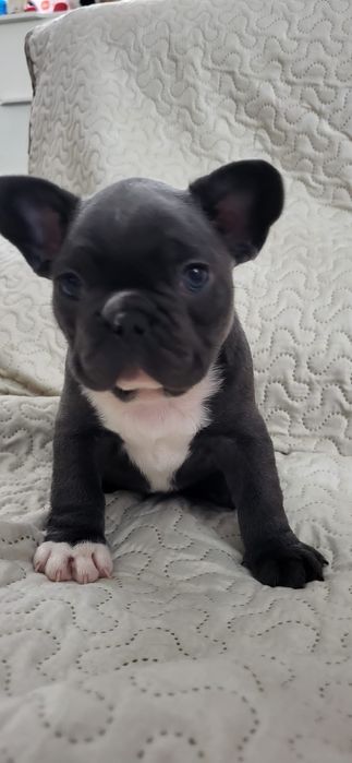 Buldogue Francês Lilac ,azul isabella para reserva
