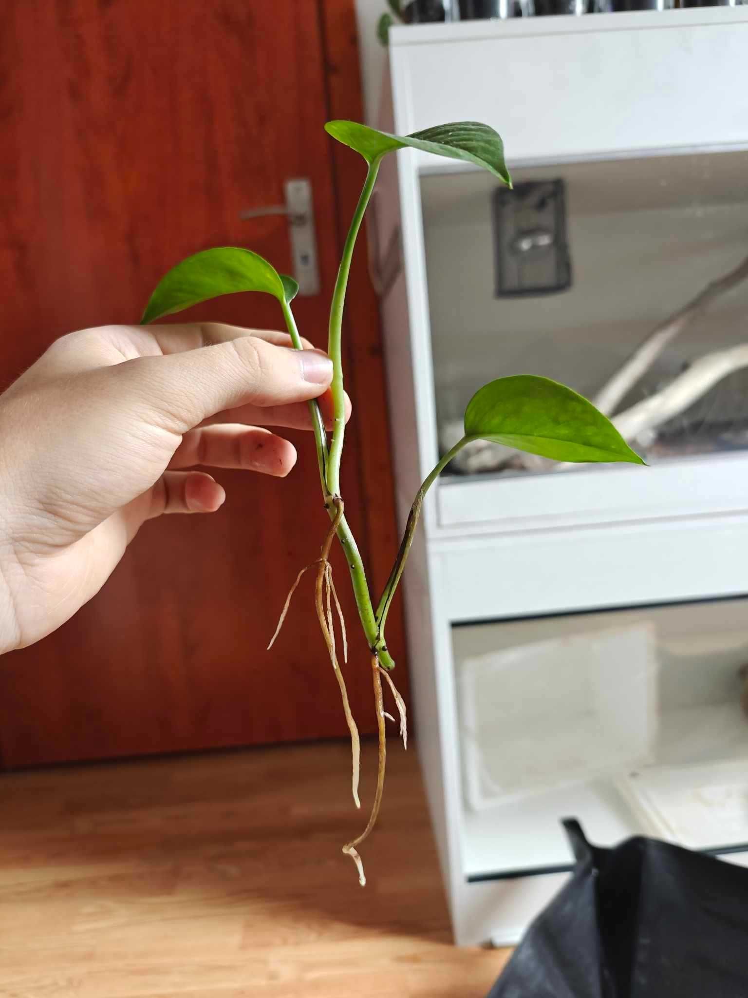 Epipremnum Aureum zestaw 3 sztuk