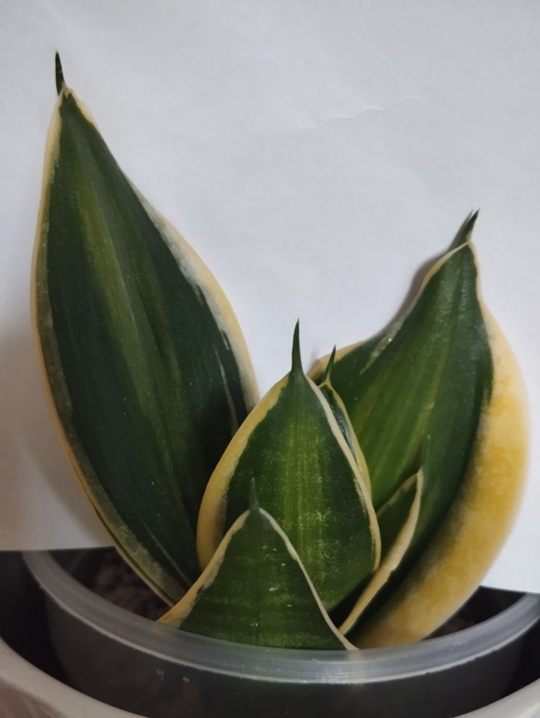 Sansevieria Jade Dwarf Marginated Variegated sansewieria hahnii