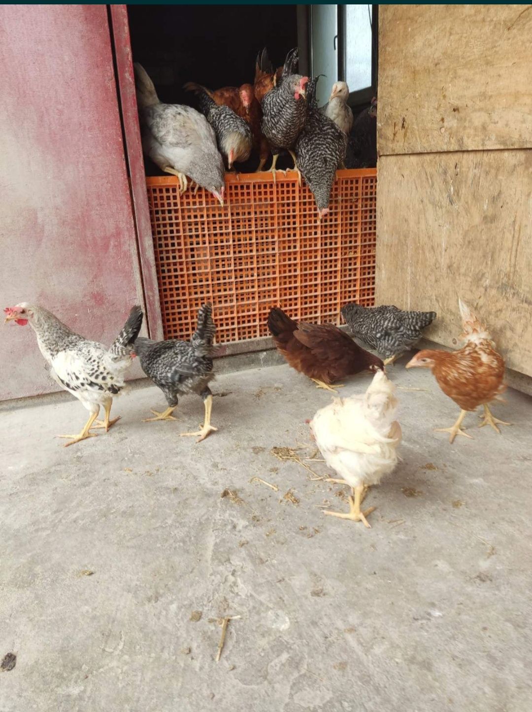 Кури, продам курей, куры несушки, продам кур