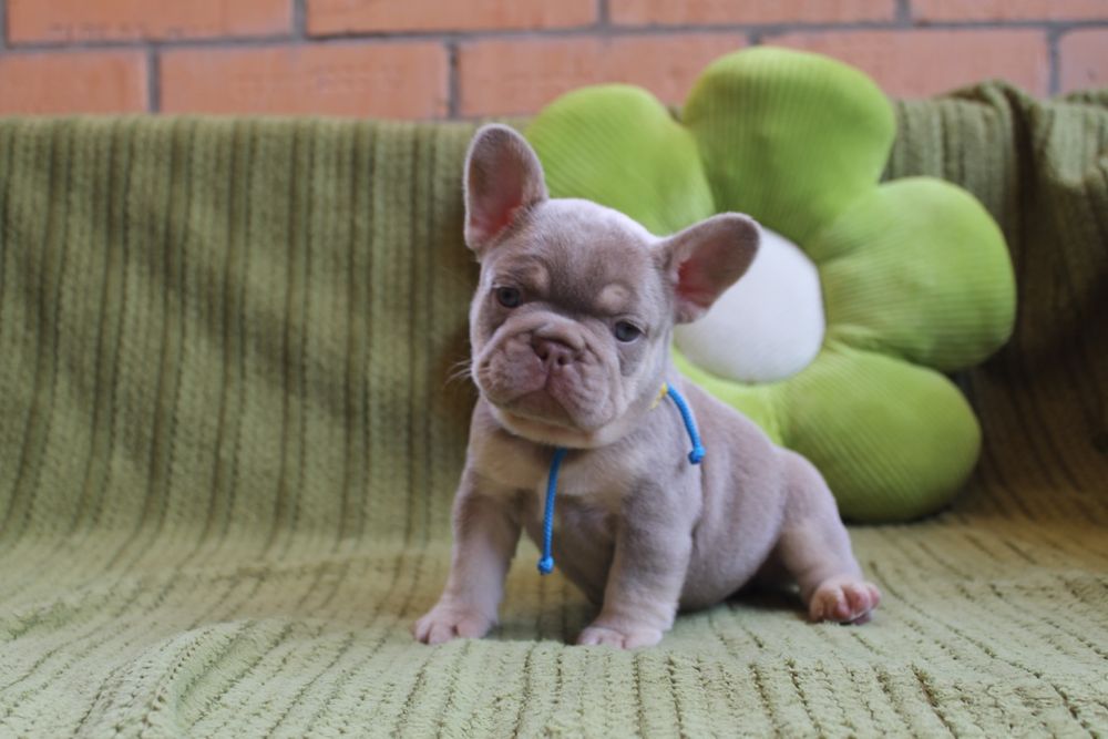 Хлопчик Ізабелла Нью шейд тан супер якість