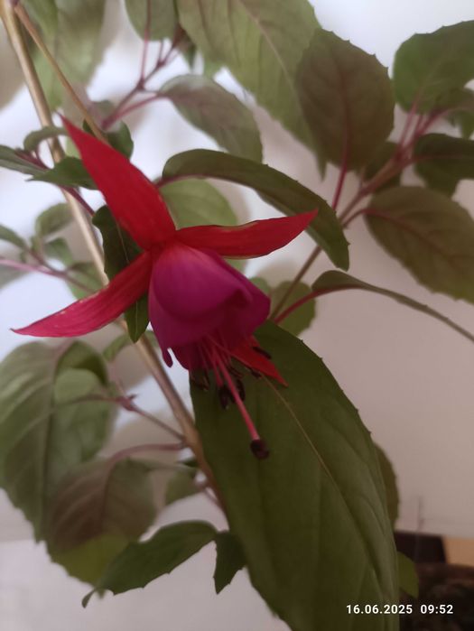 продам бальзамин хавортия фуксия алое  каланхое