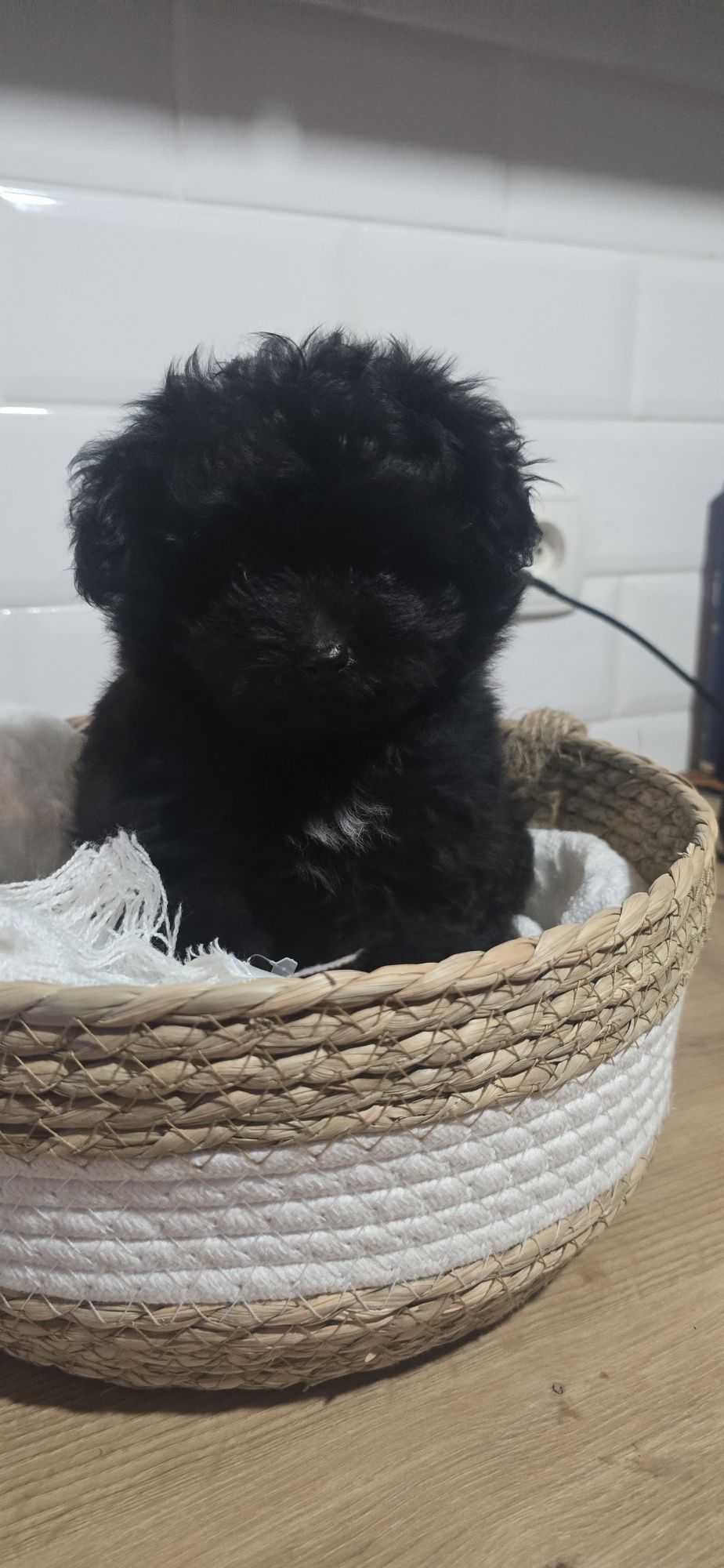 Pomapoo śliczna kuleczka