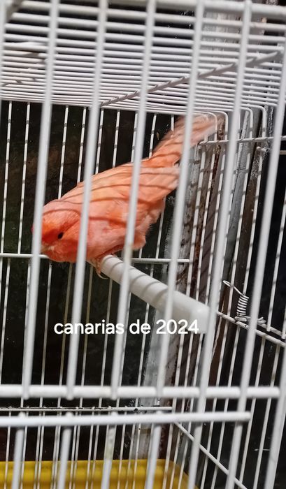 Canarias vermelhas 24