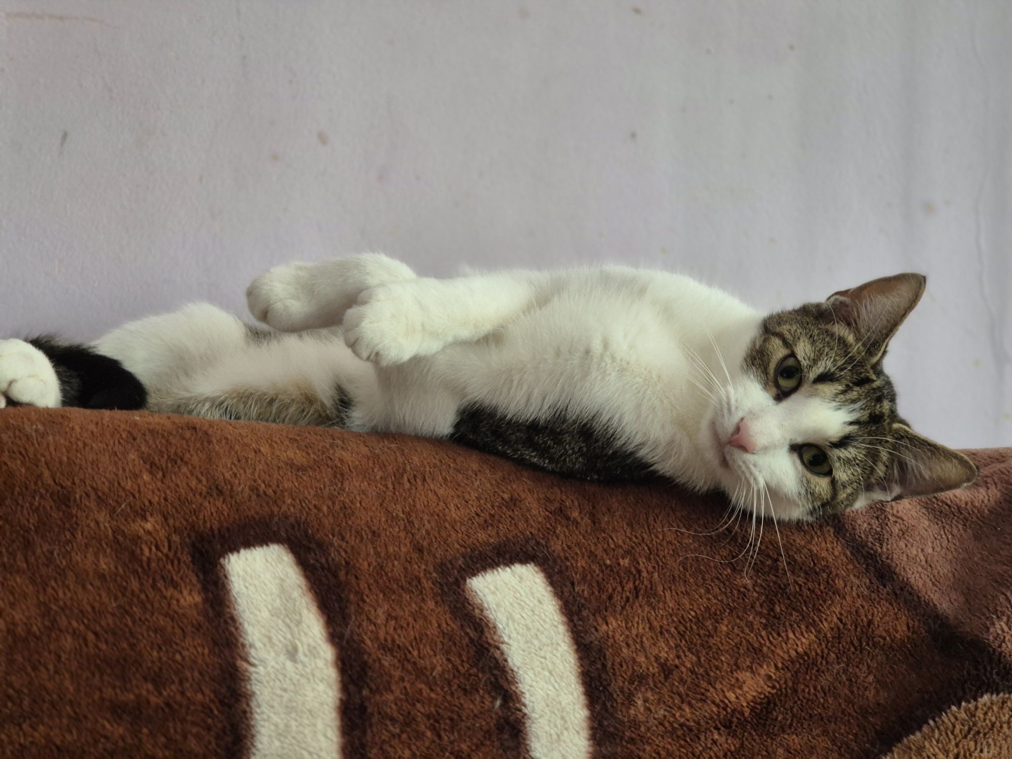 Ubiegłoroczny kocurek Fifek do pilnej adopcji.