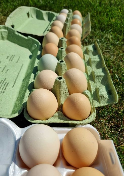 Jajka wiejskie z naturalnej hodowli