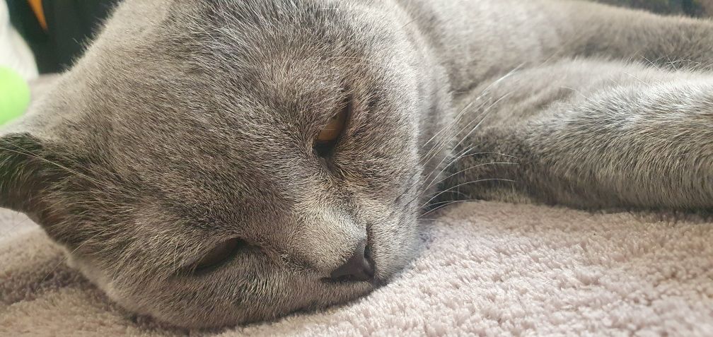 Шотландський висловухий котик