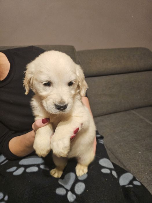 Golden retriever szczeniak