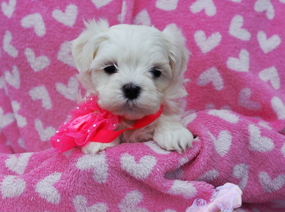 Śliczna sunia maltanczyk