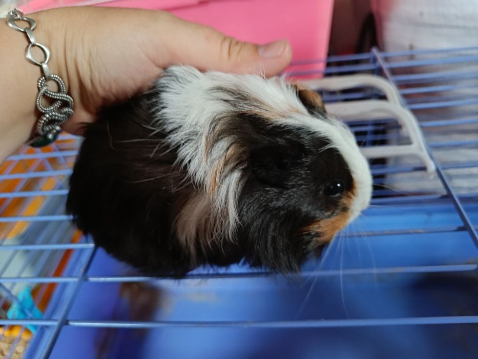 Морская свинка породистая