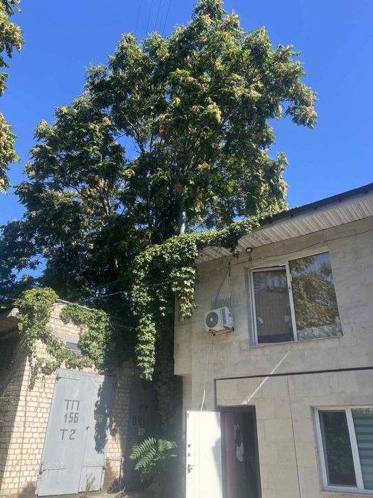 Обрезка деревьев на плодоношение Спил больших деревьев вывоз Бесплатно