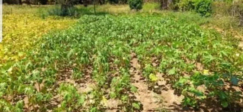 Земельна ділянка, Огород. Земельный участок