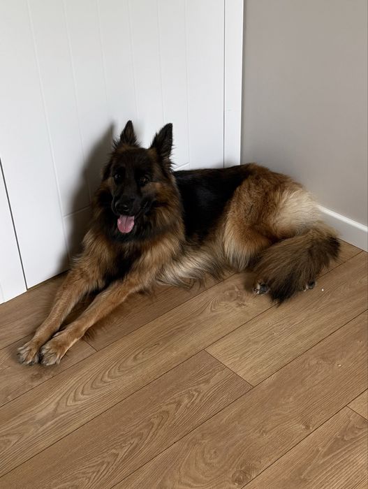 Owczarek niemiecki długowłosy FCI suczka