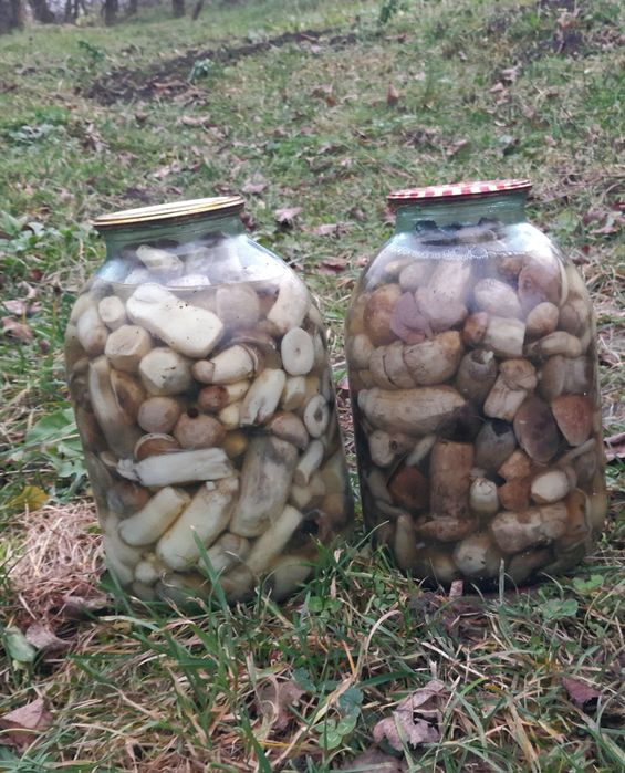 Мариновані підосичник, опеньки , підберезовик 2025