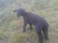 Vendo Ovelha Suffolk + cria (Macho)