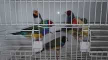 Vendo diamantes gould