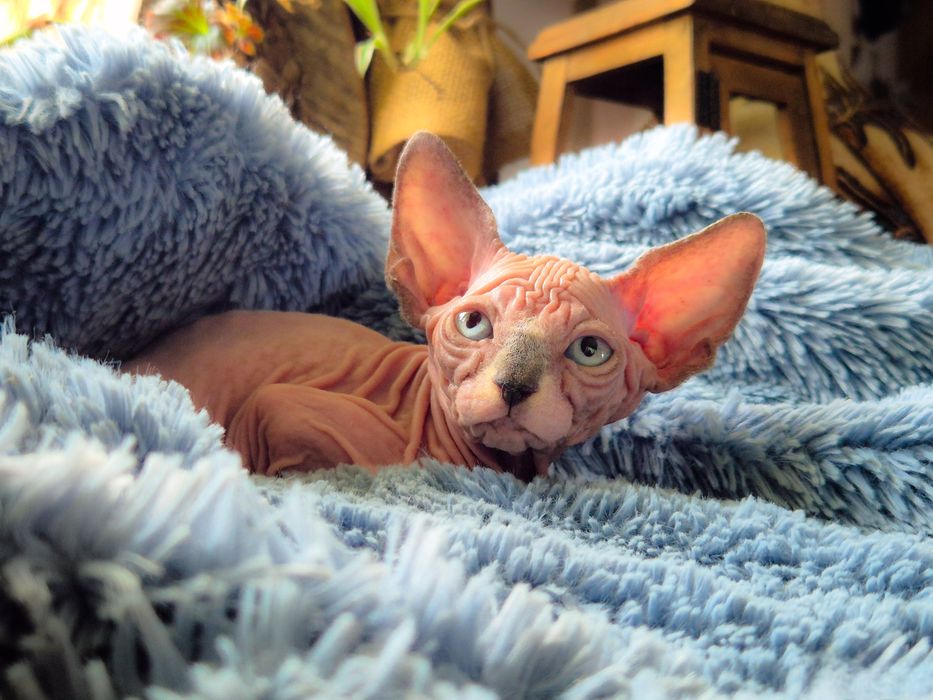 Kotka Sfinks Kanadyjski z rodowodem FPL