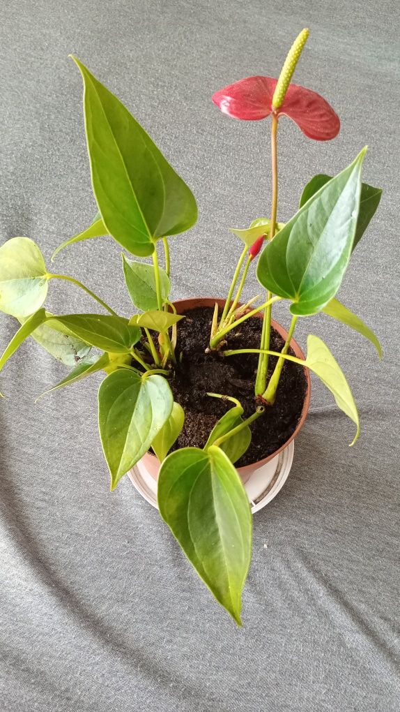 Sprzedam roślinę doniczkową - Anthurium.