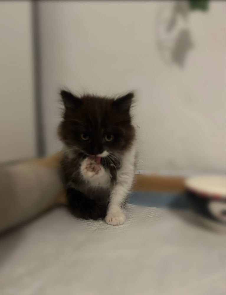Kotka puchata ~ perska