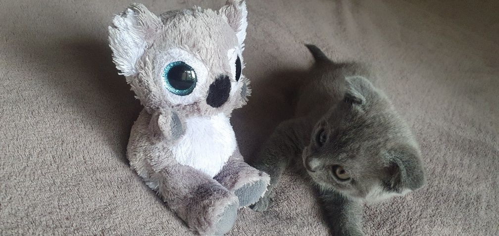 Шотландський висловухий котик