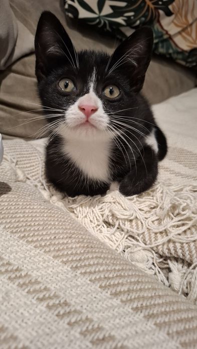 Gatinhos para adoção
