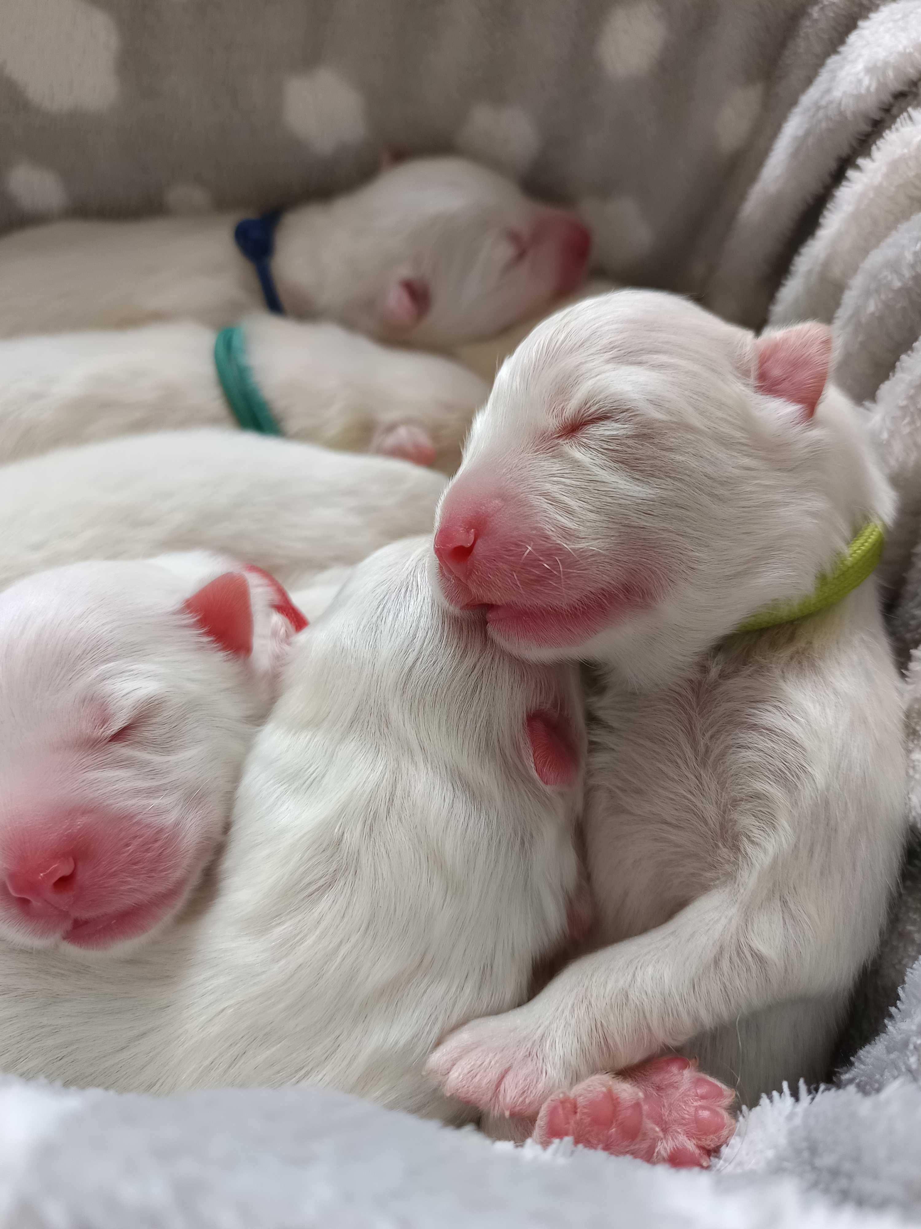 Samoyed ZKwP FCI