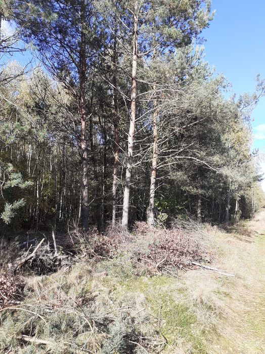 Działka rolna 1,5 ha blisko Modlin, trasa E7 oraz tereny rekreacyjne