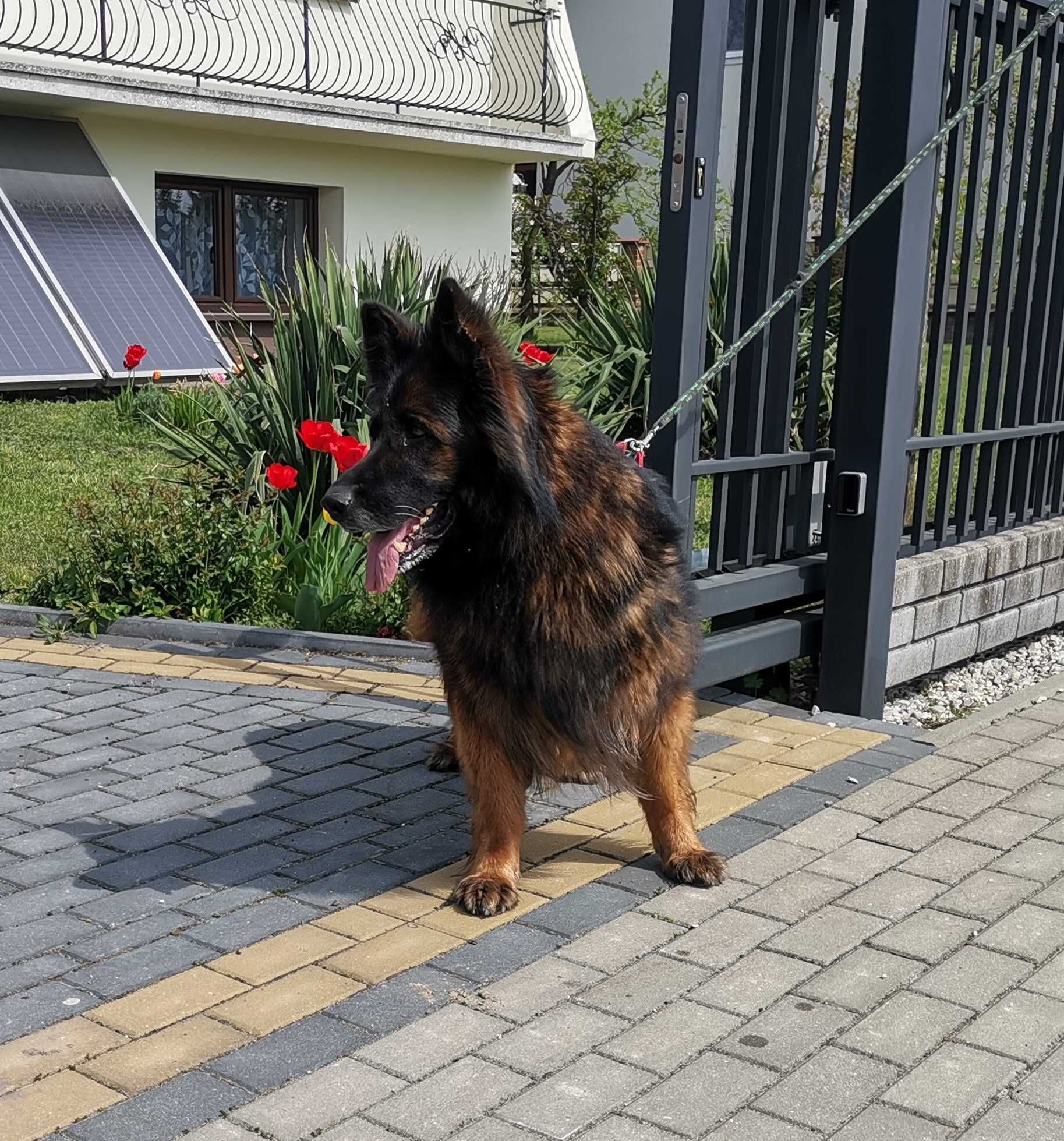 Owczarek niemiecki długowłosy suka bardzo mocna