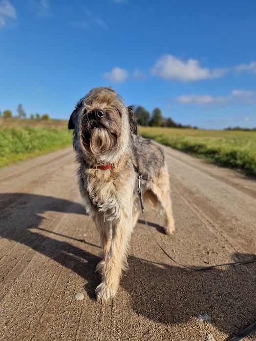 Bona, kudłata, lękliwa sunia szuka domu