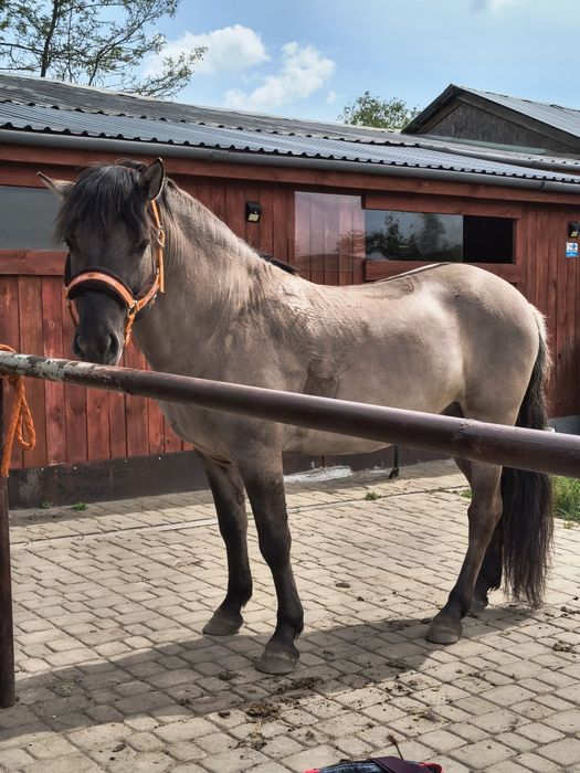 Ogier konika polskiego z licencją i próbą dzielności