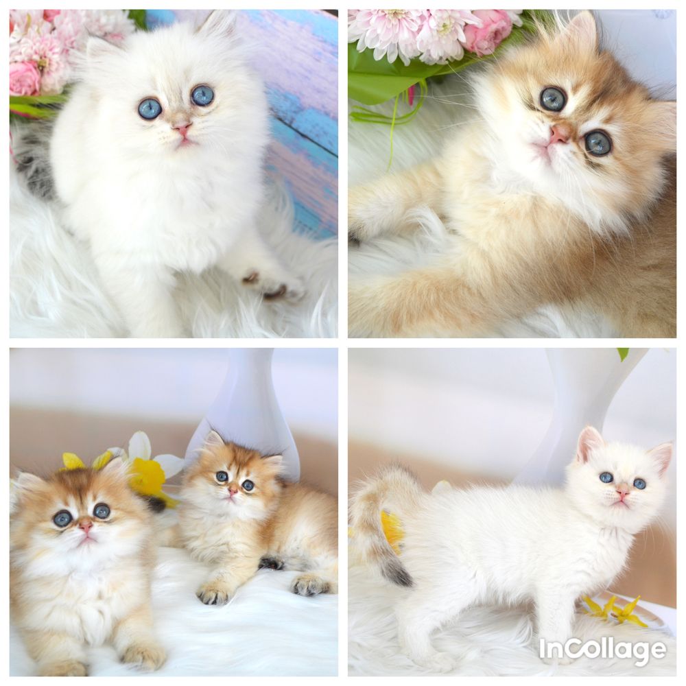 Британські котята золота шиншила