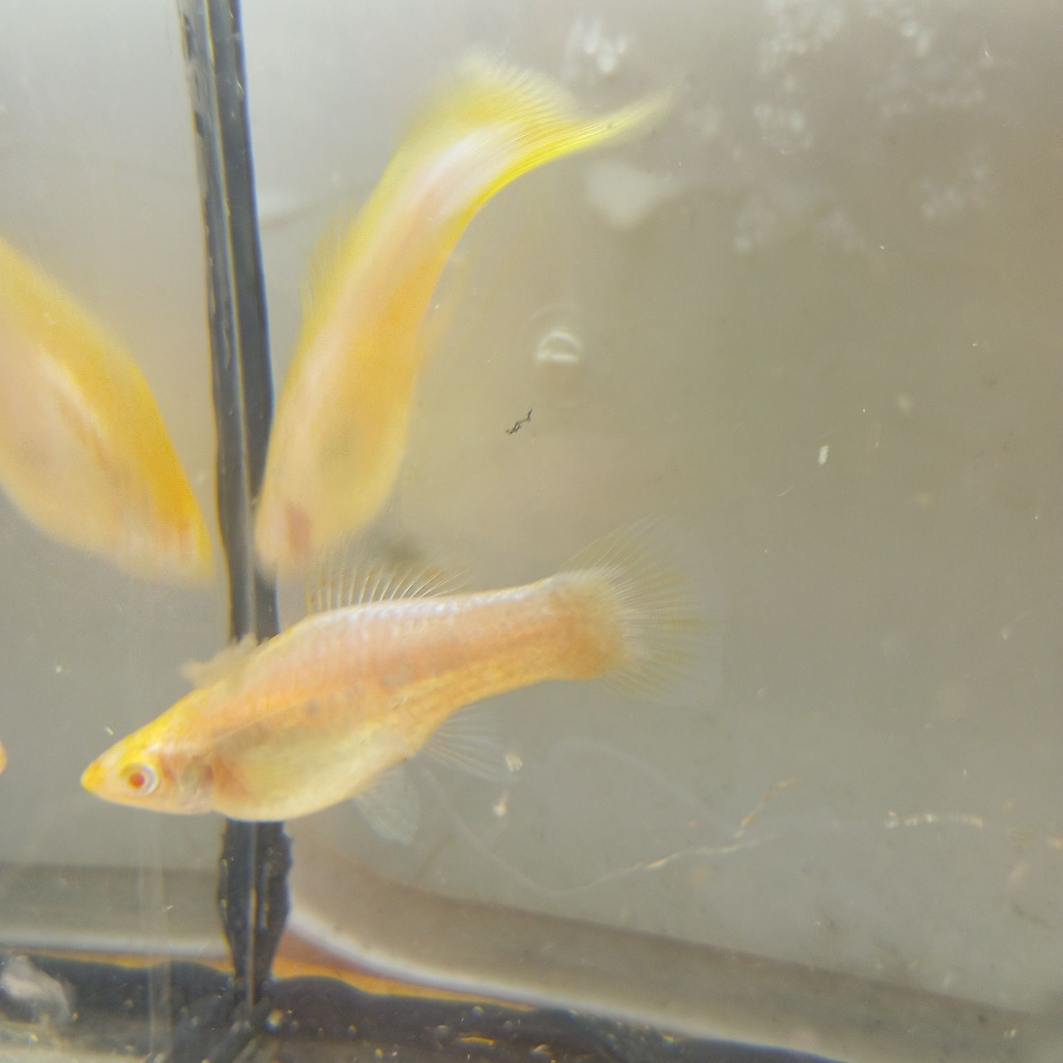 Mieczyki Albino białe para