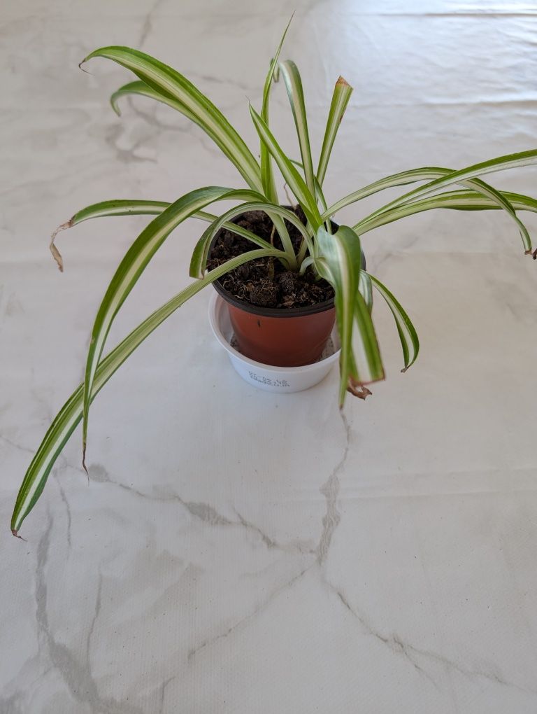 Planta Aranha ou gravatinha